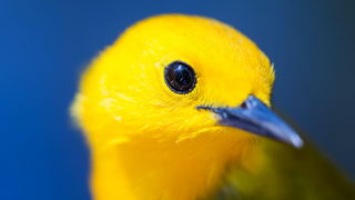 Warbler for mac